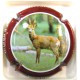 MIGNON PIERRE N°70B BICHE CONTOUR BORDEAUX FONCE